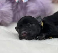 Bunny-Toy Size, a female Miniature Schnauzer for sale in Marquez, TX – Photo 2 of 2