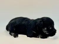 Bunny-Toy Size, a female Miniature Schnauzer for sale in Marquez, TX – Photo 4 of 7