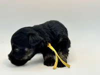 Bunny-Toy Size, a female Miniature Schnauzer for sale in Marquez, TX – Photo 5 of 7