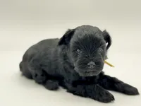 Lucky-toy size, a male Miniature Schnauzer for sale in Marquez, TX – Photo 4 of 7