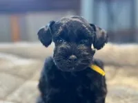 Lucky-toy size, a male Miniature Schnauzer for sale in Marquez, TX – Photo 1 of 7