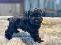 Lucky-toy size, a male Miniature Schnauzer for sale in Marquez, TX – Photo 3 of 7