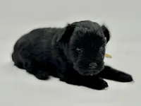 Lucky-toy size, a male Miniature Schnauzer for sale in Marquez, TX – Photo 6 of 7