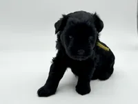 Lucky-toy size, a male Miniature Schnauzer for sale in Marquez, TX – Photo 5 of 7