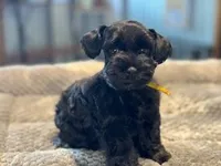 Lucky-toy size, a male Miniature Schnauzer for sale in Marquez, TX – Photo 2 of 7