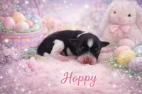 Hoppy-Tiny Toy Size 5-7lbs, a female Miniature Schnauzer for sale in Marquez, TX – Photo 1 of 2