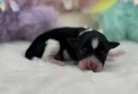 Hoppy-Tiny Toy Size 5-7lbs, a female Miniature Schnauzer for sale in Marquez, TX – Photo 2 of 2