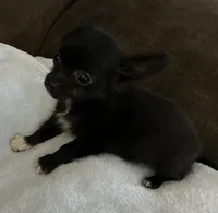 Ready Now , Baby boy, a male Chihuahua for sale in Dayton, OH – Photo 5 of 7