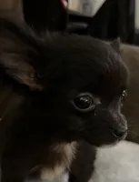 Ready Now , Baby boy, a male Chihuahua for sale in Dayton, OH – Photo 4 of 7