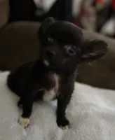 Ready Now , Baby boy, a male Chihuahua for sale in Dayton, OH – Photo 3 of 7