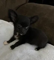 Ready Now , Baby boy, a male Chihuahua for sale in Dayton, OH – Photo 2 of 7