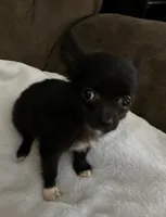 Ready Now , Baby boy, a male Chihuahua for sale in Dayton, OH – Photo 6 of 7