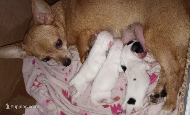 Daisy's newborn puppies, a male Chihuahua for sale in Dayton, OH – Photo 1 of 3