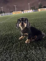 Black mini dachshund , a male Miniature Dachshund for sale in Miami, FL – 6 of 6