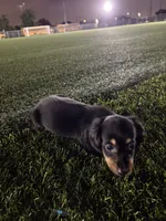 Black mini dachshund , a male Miniature Dachshund for sale in Miami, FL – 5 of 6