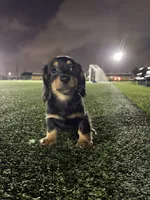 Black mini dachshund , a male Miniature Dachshund for sale in Miami, FL – 3 of 6
