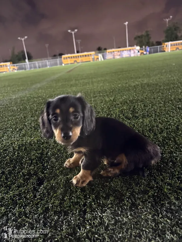 Black mini dachshund , a male Miniature Dachshund for sale in Miami, FL – 1 of 6