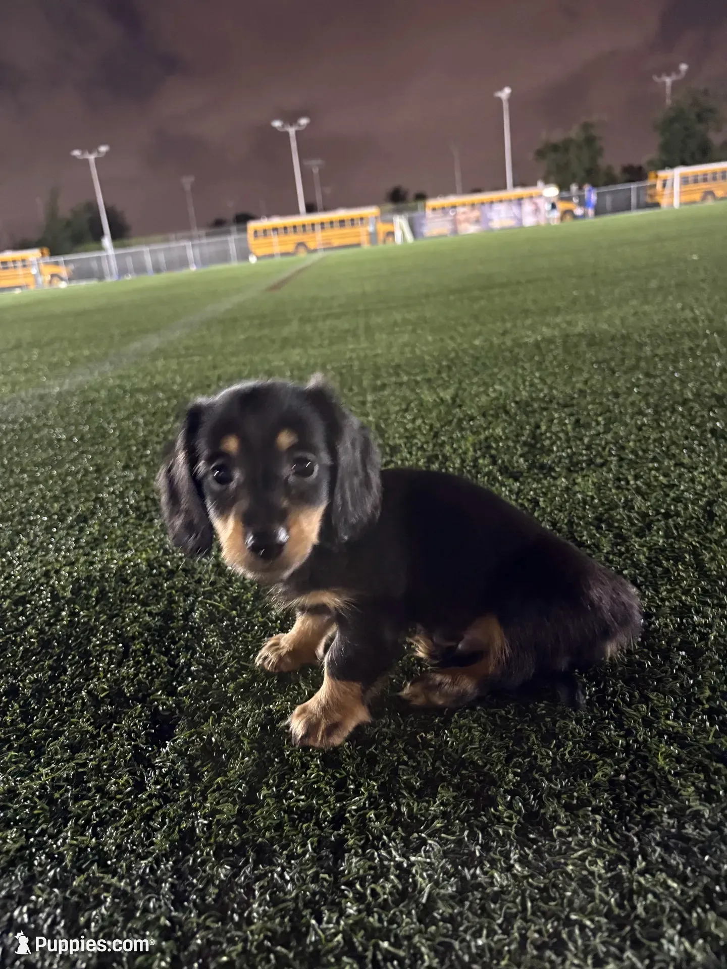 Black mini dachshund , a male Miniature Dachshund for sale in Miami, FL – 1 of 6