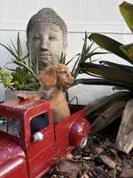 Doxie, a male Miniature Dachshund for sale in Miami, FL – 2 of 4