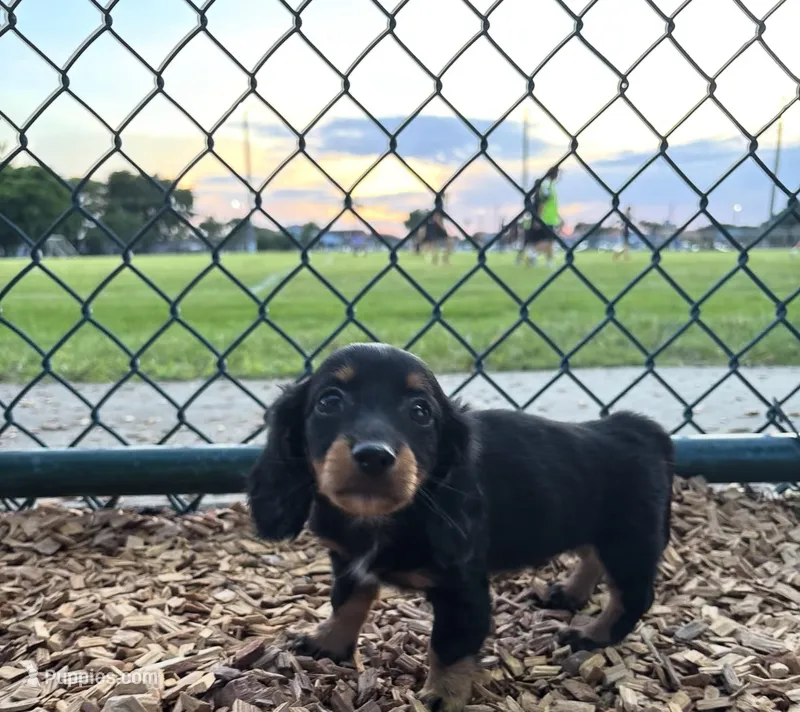 Mini dachshund  – Miniature Dachshund puppy for sale in Miami, FL