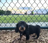 Mini dachshund , a male Miniature Dachshund for sale in Miami, FL – 1 of 1