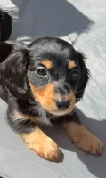 Mini dachshund , a male Miniature Dachshund for sale in Miami, FL – 2 of 2