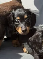 Doxie, a male Miniature Dachshund for sale in Miami, FL – 1 of 1