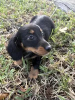 Doxie, a male Miniature Dachshund for sale in Miami, FL – 2 of 4
