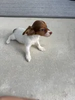 Doxie, a female Miniature Dachshund for sale in Miami, FL – 1 of 3
