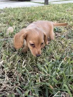 Doxie, a male Miniature Dachshund for sale in Miami, FL – 4 of 4