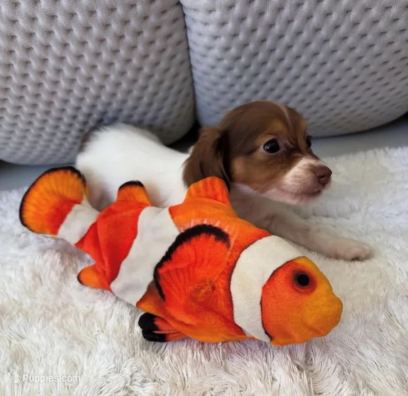 Mini dachshund  – Miniature Dachshund puppy for sale in Miami, FL