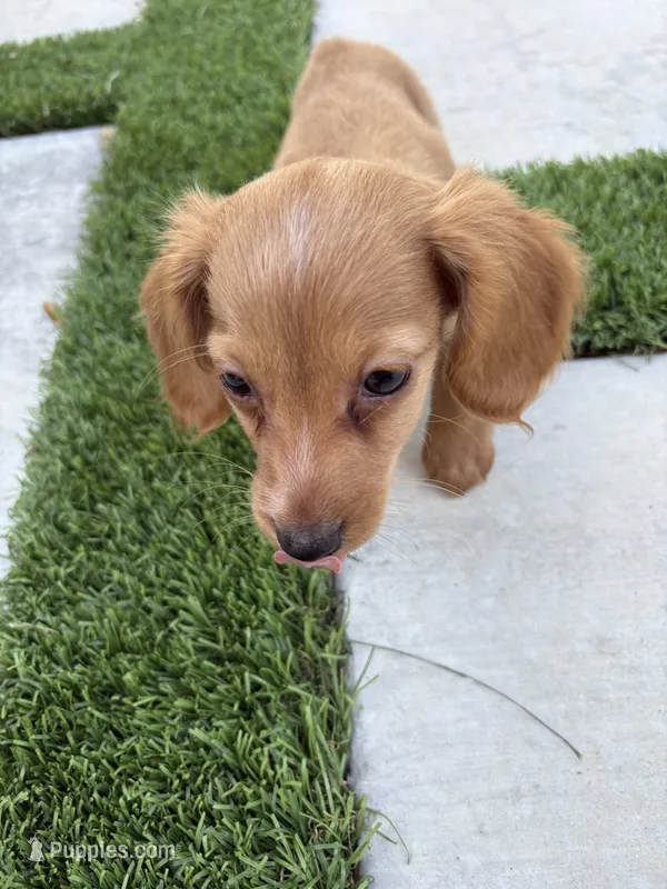 Doxie – Miniature Dachshund puppy for sale in Miami, FL