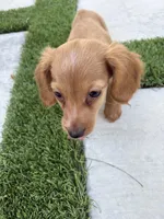 Doxie, a male Miniature Dachshund for sale in Miami, FL – 1 of 4
