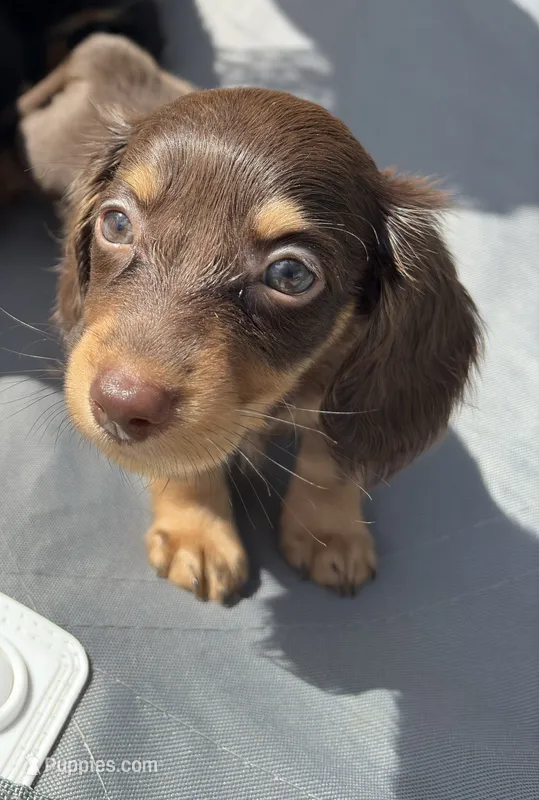 Brown doxie – Miniature Dachshund puppy for sale in Miami, FL