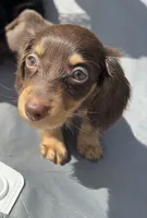 Brown doxie, a male Miniature Dachshund for sale in Miami, FL – 1 of 3