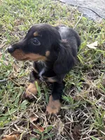 Doxie, a male Miniature Dachshund for sale in Miami, FL – 4 of 4