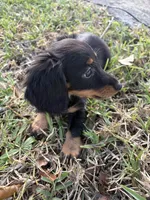 Doxie, a male Miniature Dachshund for sale in Miami, FL – 3 of 4
