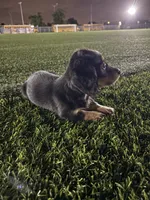Black mini dachshund , a male Miniature Dachshund for sale in Miami, FL – 2 of 6