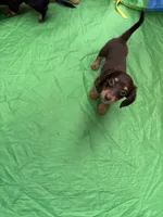 Brown doxie, a male Miniature Dachshund for sale in Miami, FL – 3 of 3