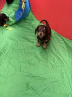 Brown doxie, a male Miniature Dachshund for sale in Miami, FL – 2 of 3