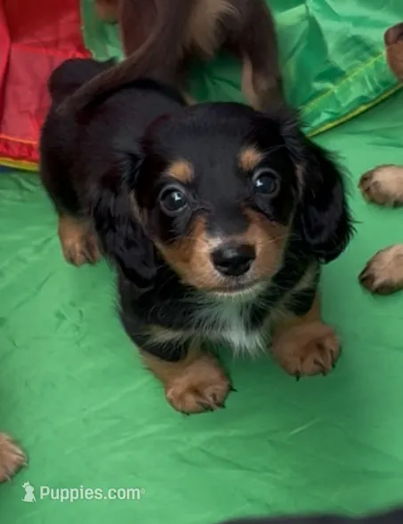 Mini dachshund  – Miniature Dachshund puppy for sale in Miami, FL