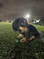 Black mini dachshund , a male Miniature Dachshund for sale in Miami, FL – 4 of 6