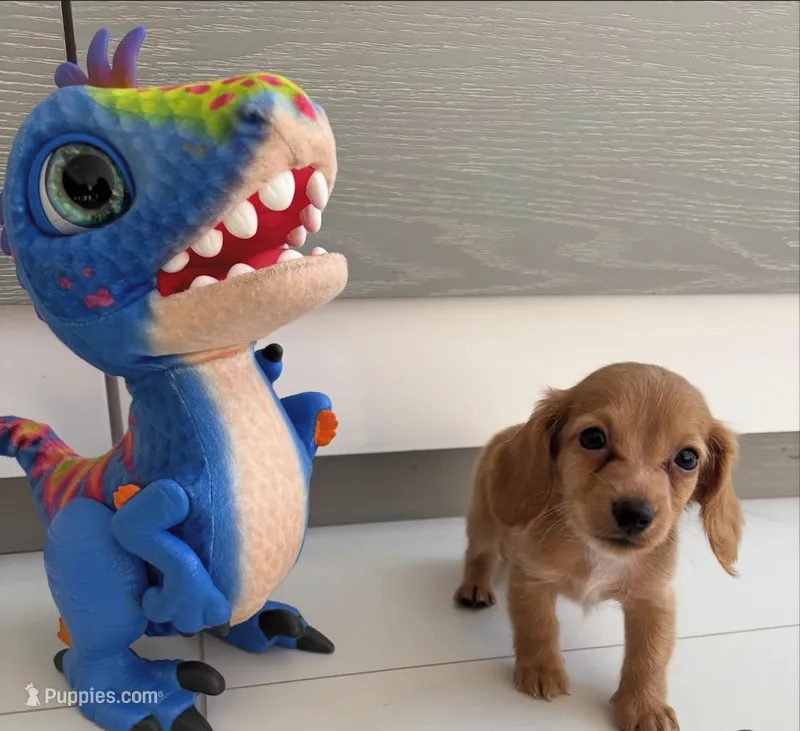Mini dachshund  – Miniature Dachshund puppy for sale in Miami, FL