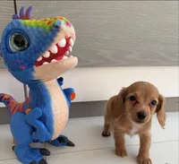 Mini dachshund , a male Miniature Dachshund for sale in Miami, FL – 1 of 1