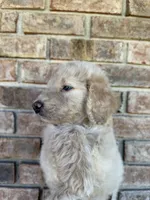 Maddie , a female Goldendoodle for sale in Destin, FL – Photo 2 of 3