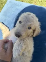 Maddie , a female Goldendoodle for sale in Destin, FL – Photo 3 of 3