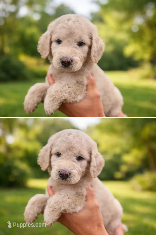 Maddie  – Goldendoodle puppy for sale in Freeport, FL