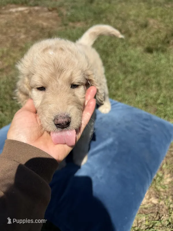 Maddie  – Goldendoodle puppy for sale in Destin, FL