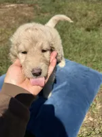 Maddie , a female Goldendoodle for sale in Destin, FL – 1 of 4