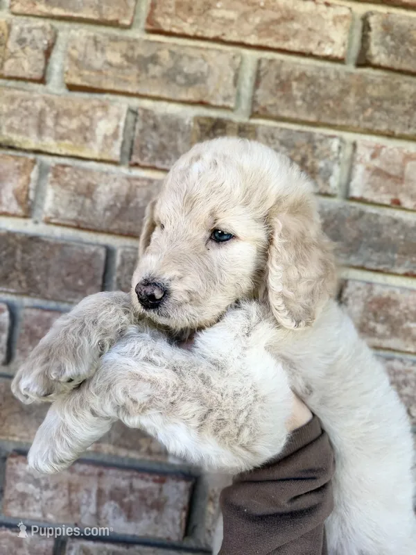 Maddie  – Goldendoodle puppy for sale in Destin, FL